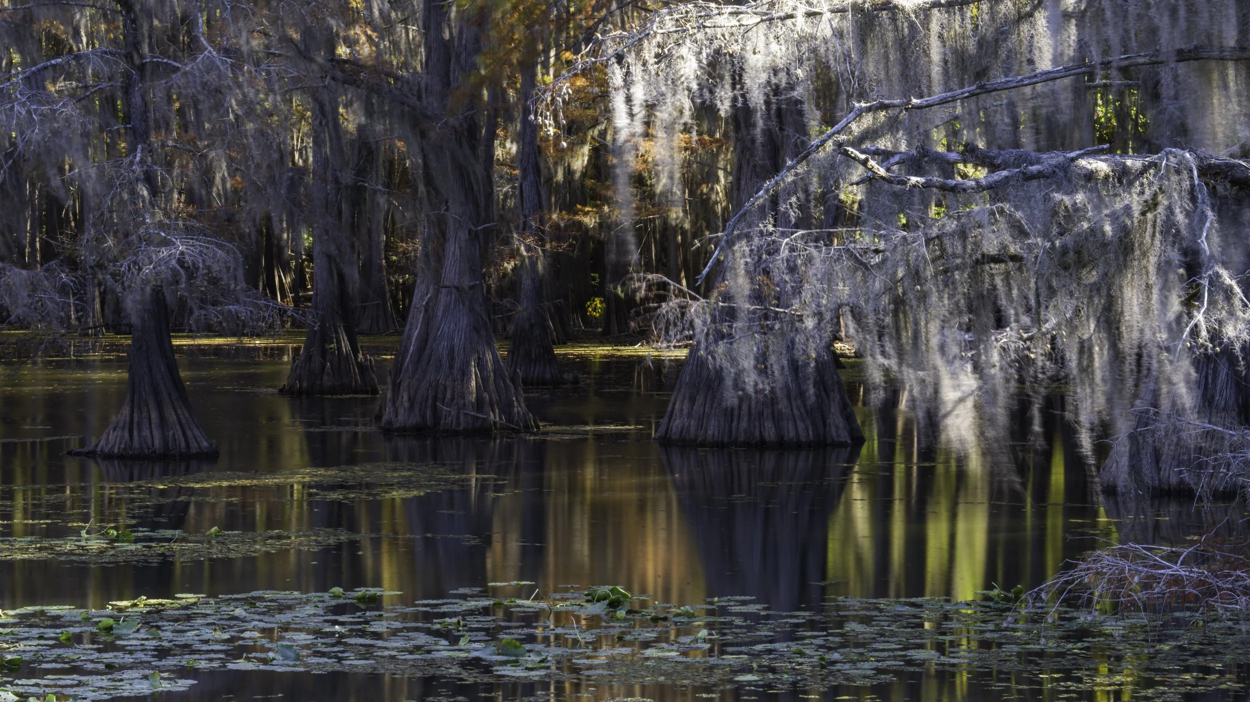 Caddo reflections2.jpg