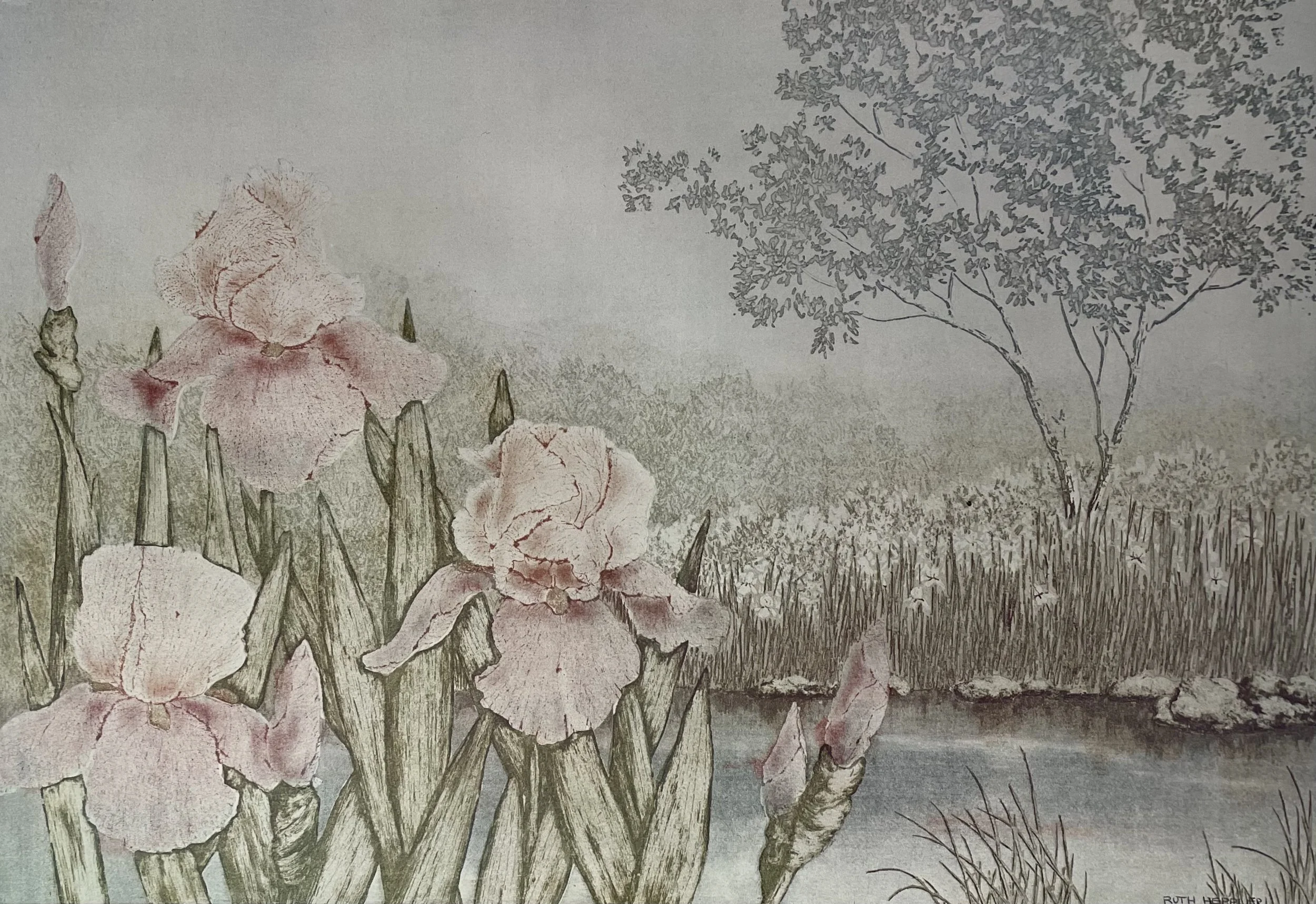 'IRIS' -Ruth Heppler - Limited Edition Print -1960-1980's -Signed & Numbered -AP