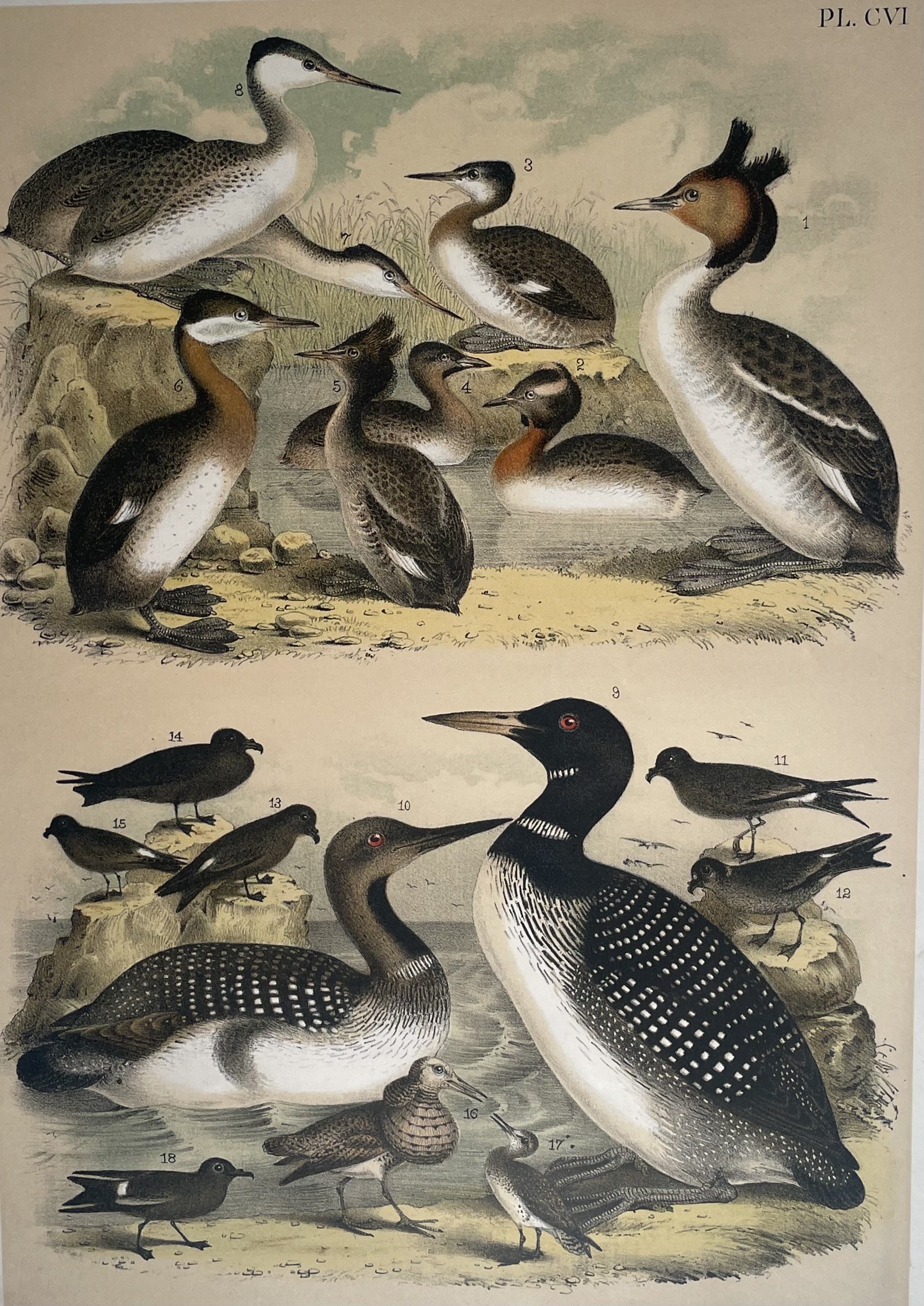 “Grebes, Loons & Petrels,” John James Audubon (1785–1851), c.1860s chromolithograph, 12×15 in., Plate CVI.