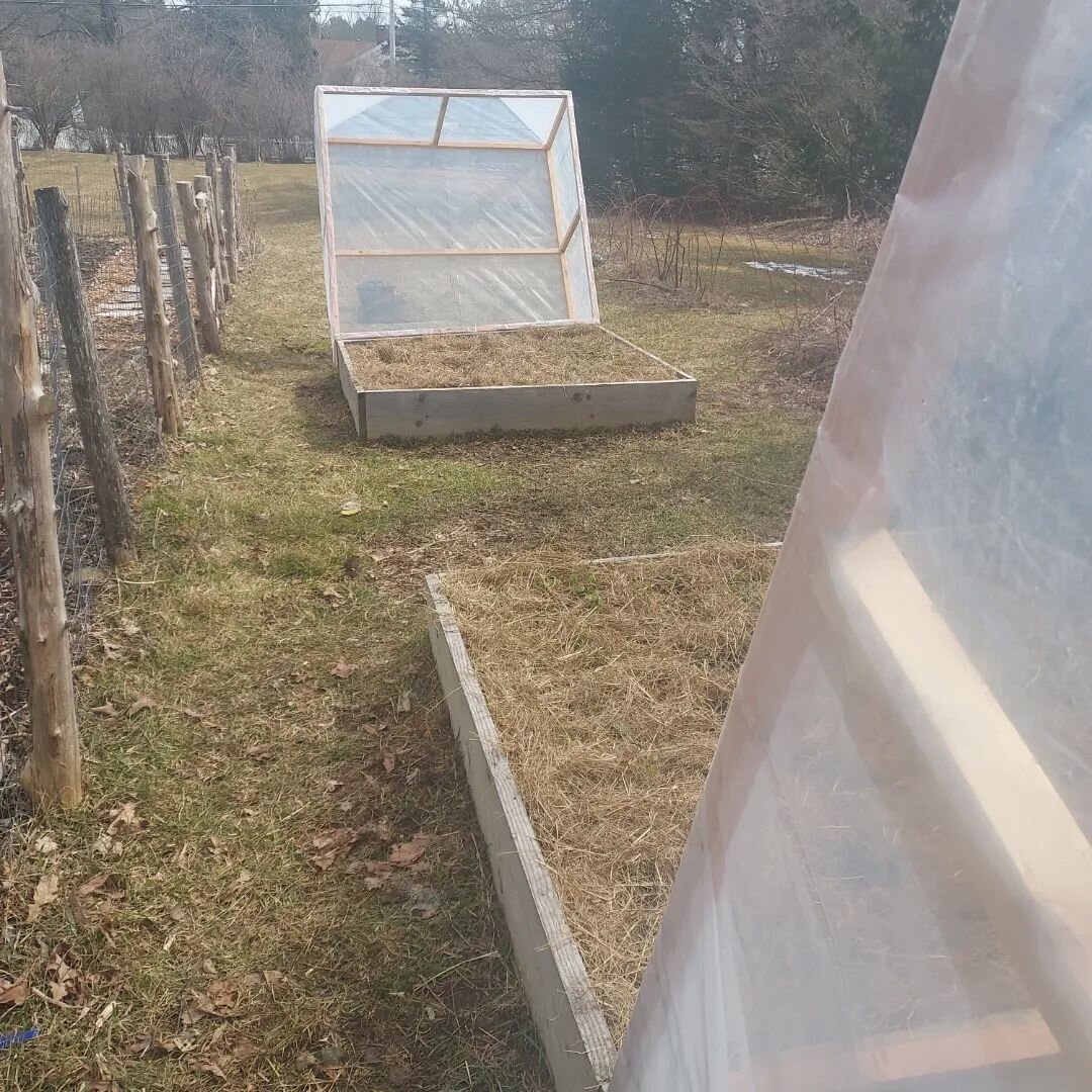 Thank you, Old North Contracting, for creating these mini greenhouses for our ranunculus beds! They are on hinges to provide easy access to water and to vent during warm days. They will also stay nice and toasty on those cold nights. Ranunculus is a 