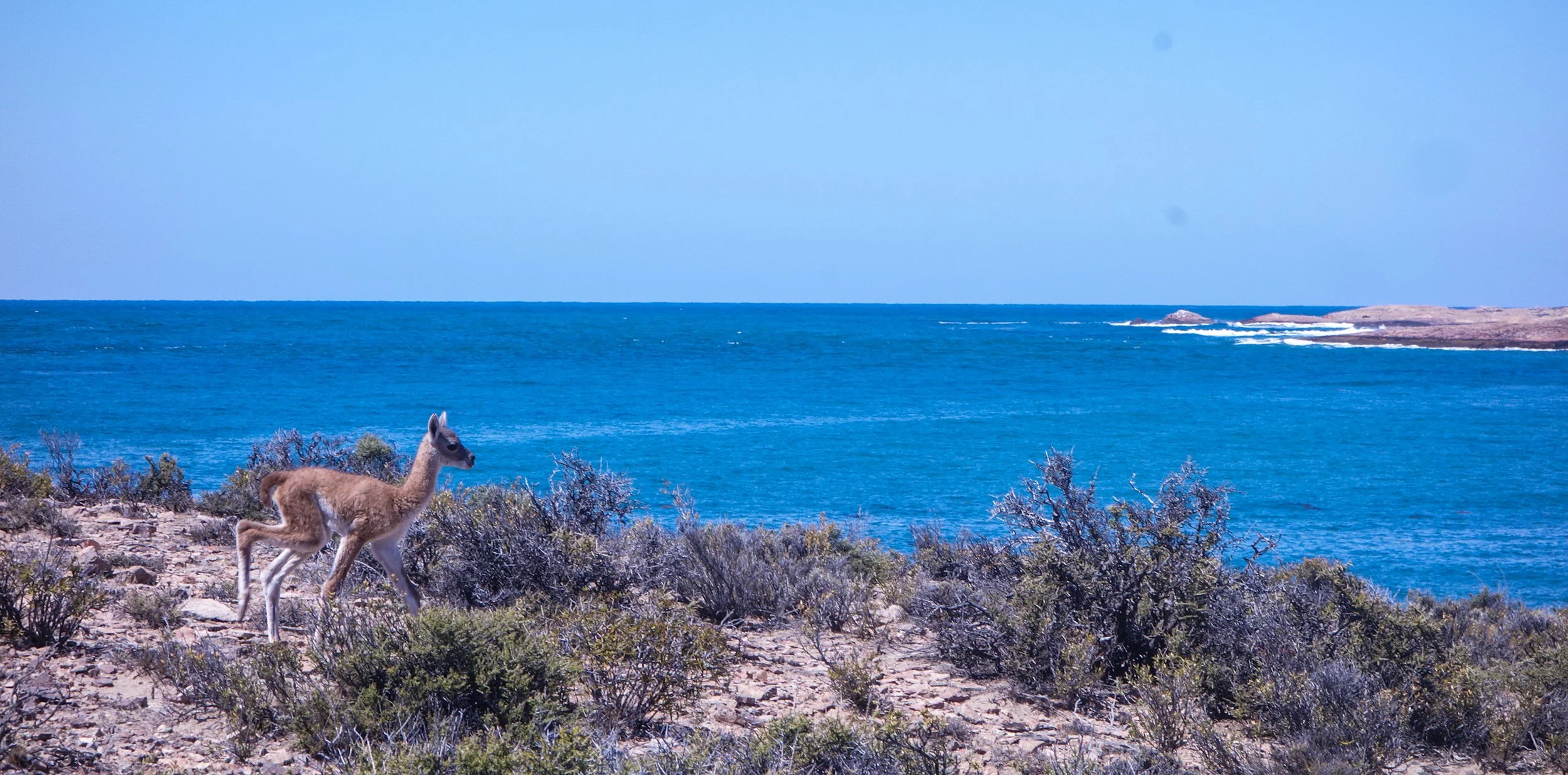 À la recherche de la vraie Patagonie à Bahia Bustamante