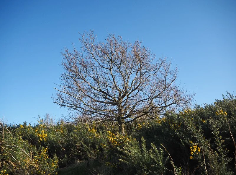 Bare tree, surrounded by yellow bush, on a blue sky to find wholeness, unity, power and freedom