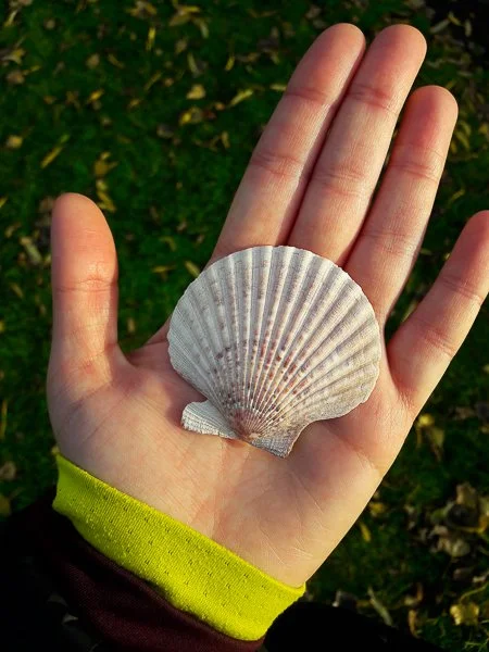 The magic of a shell in your hand - Intuition