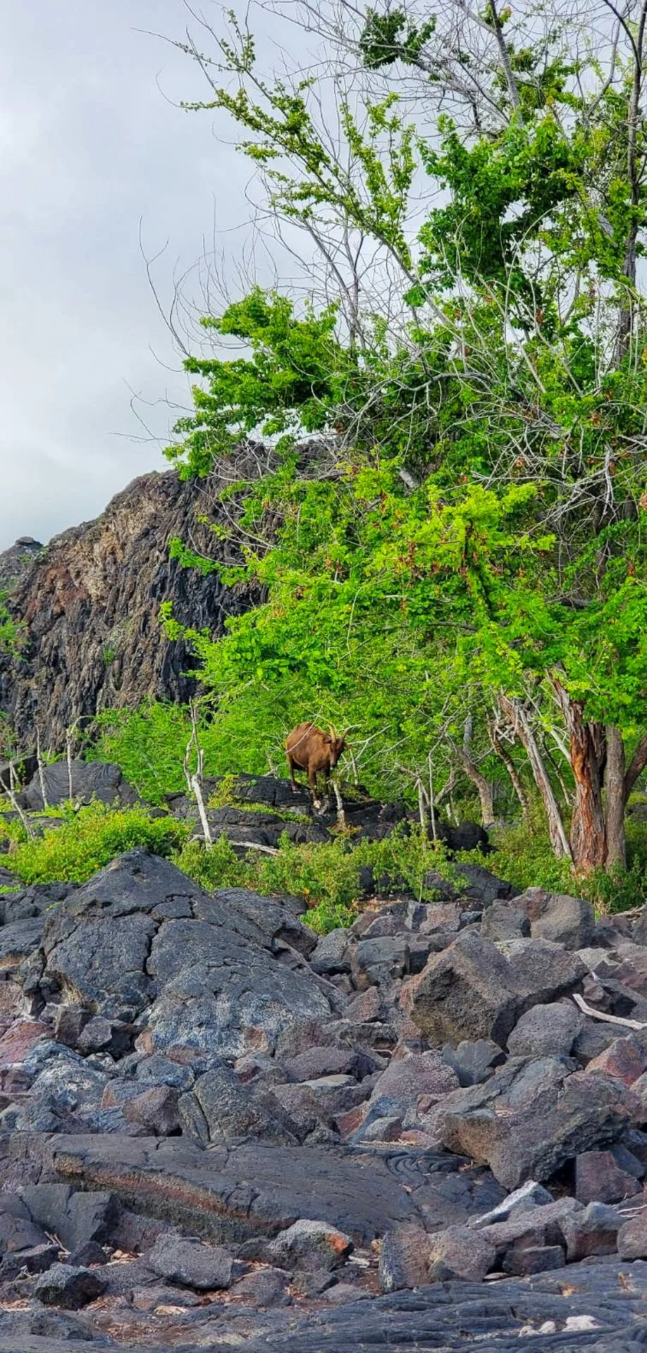 goat-hawaii.jpg