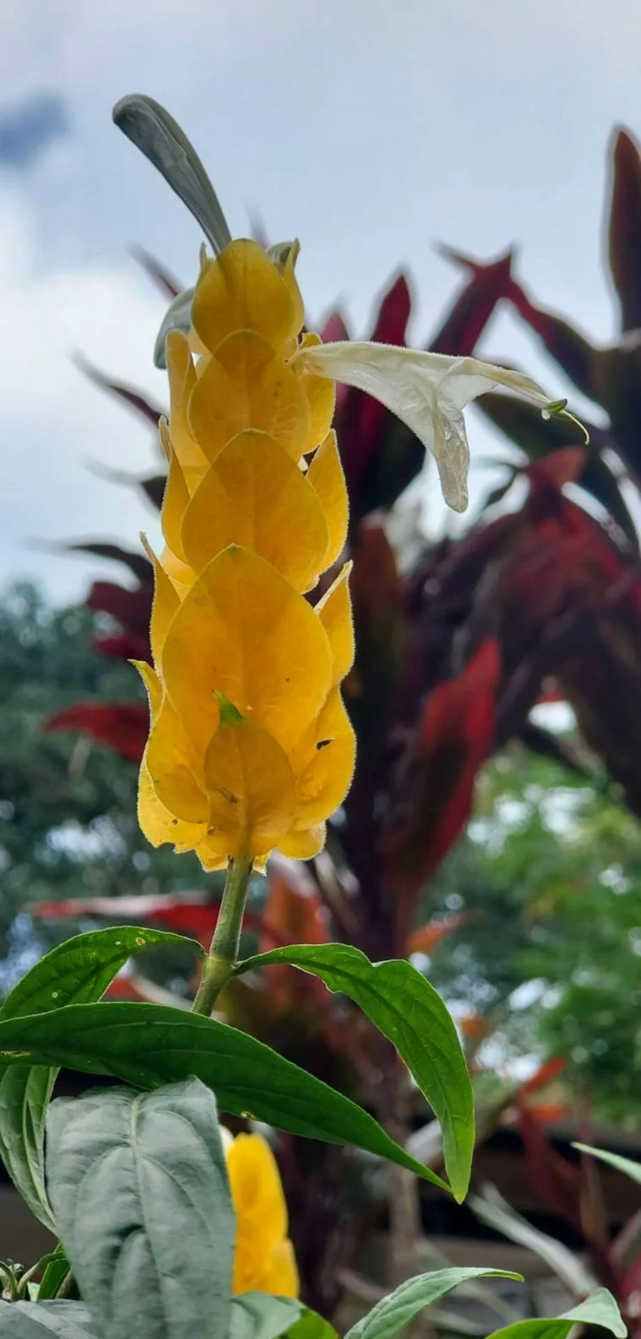 yellow-flower-hawaii.jpg