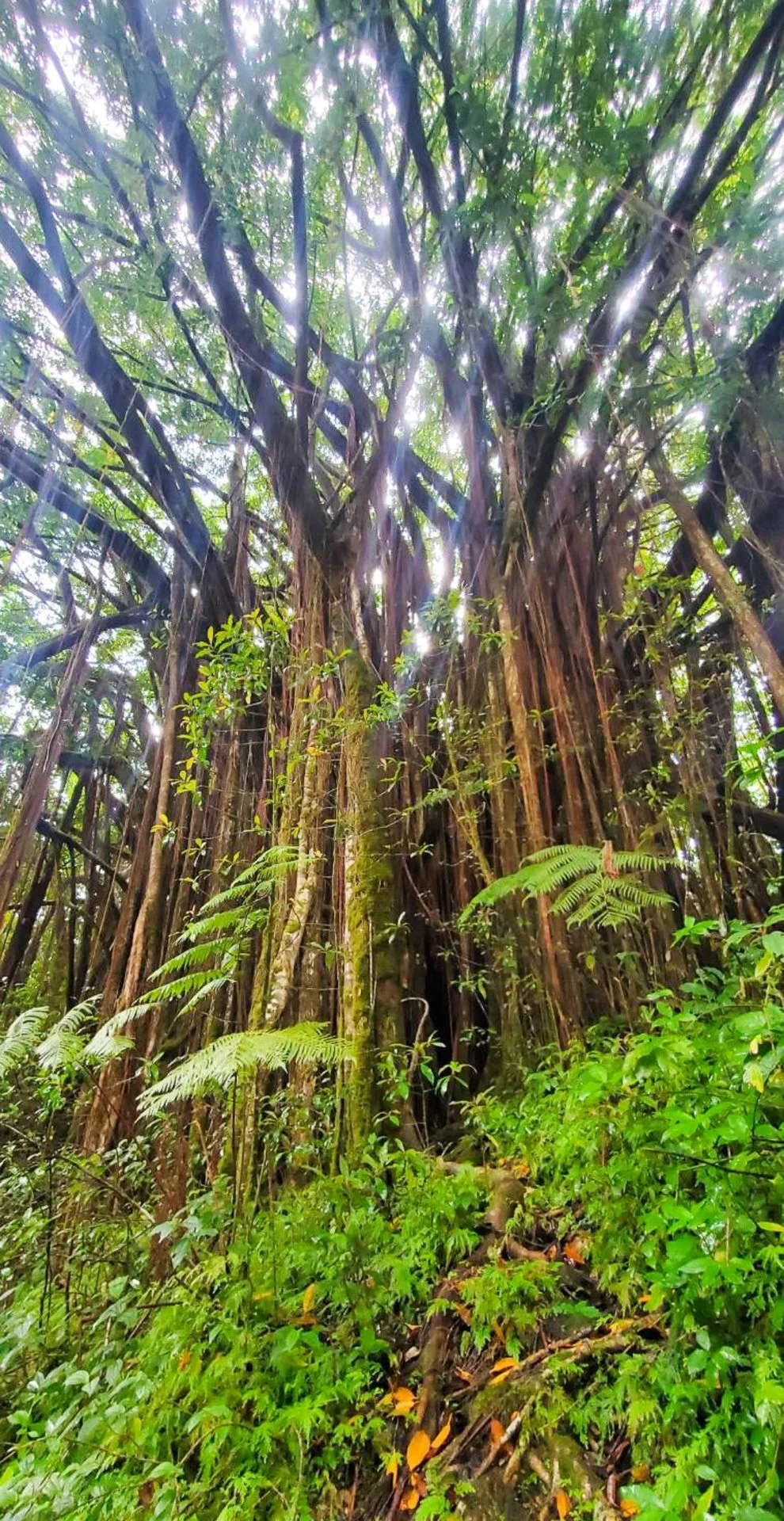 banyan-reiki-hawaii.jpg