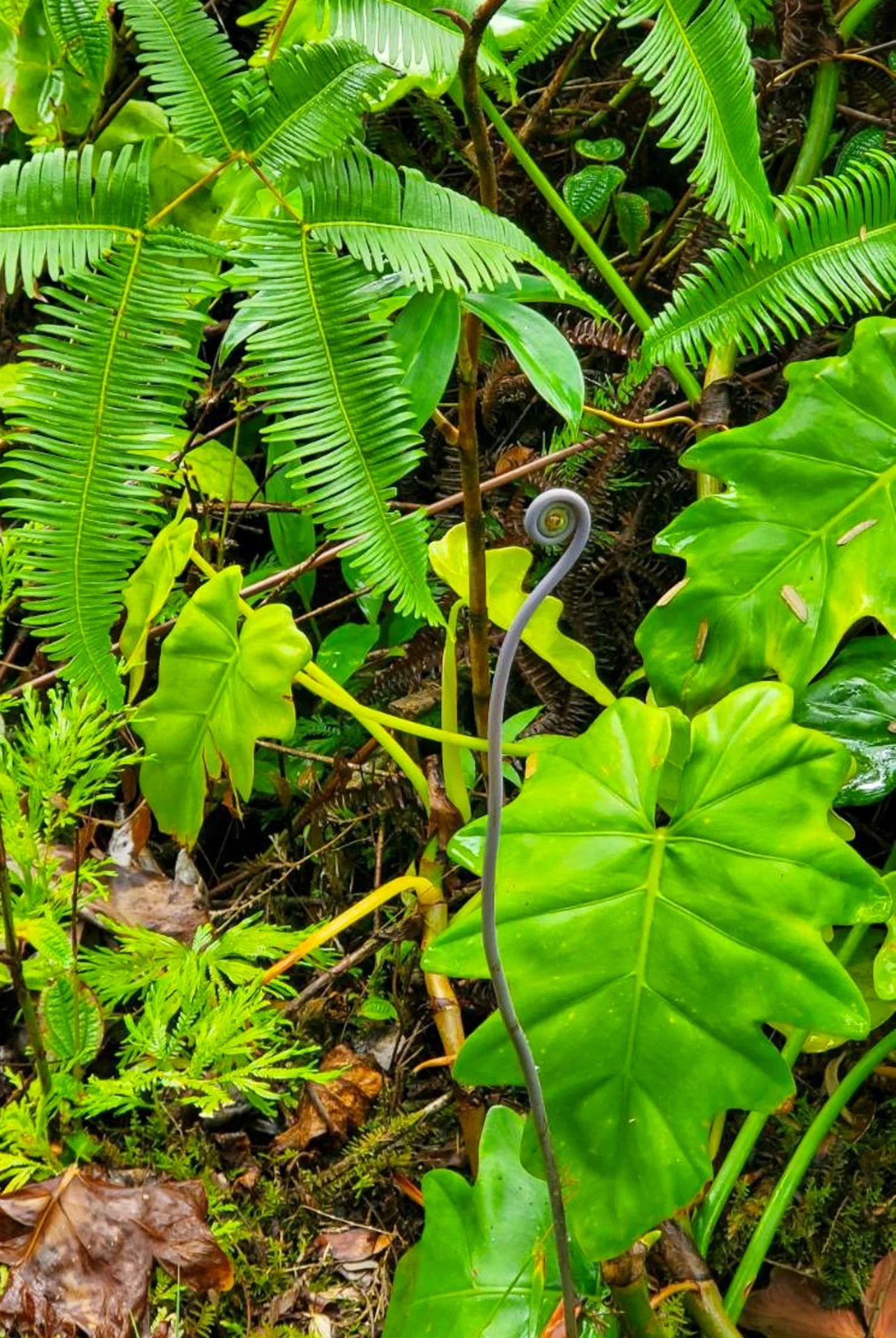 fougère-hawaii.jpg