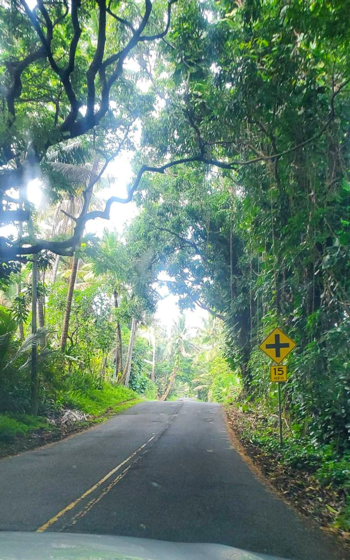 sur-la-route-jungle-hawaii.jpg