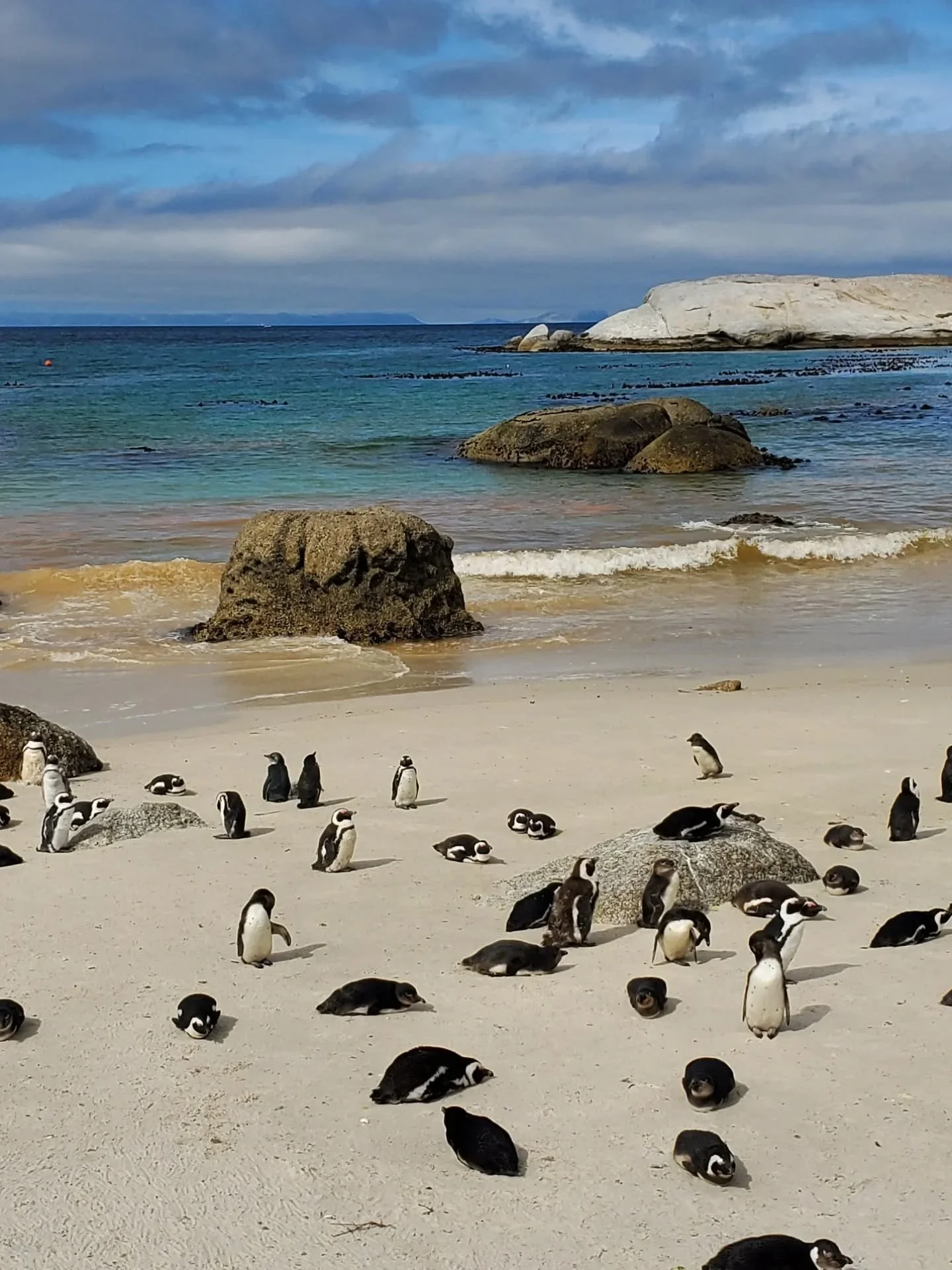 August 2025 🐧🐧🐧 Penguins, much like seals, were very present on our Cape Town trip!

A few months prior, we had seen Penguin Town, a fun documentary series about the African penguin colony of Simon's Town and their intertwined life within the town