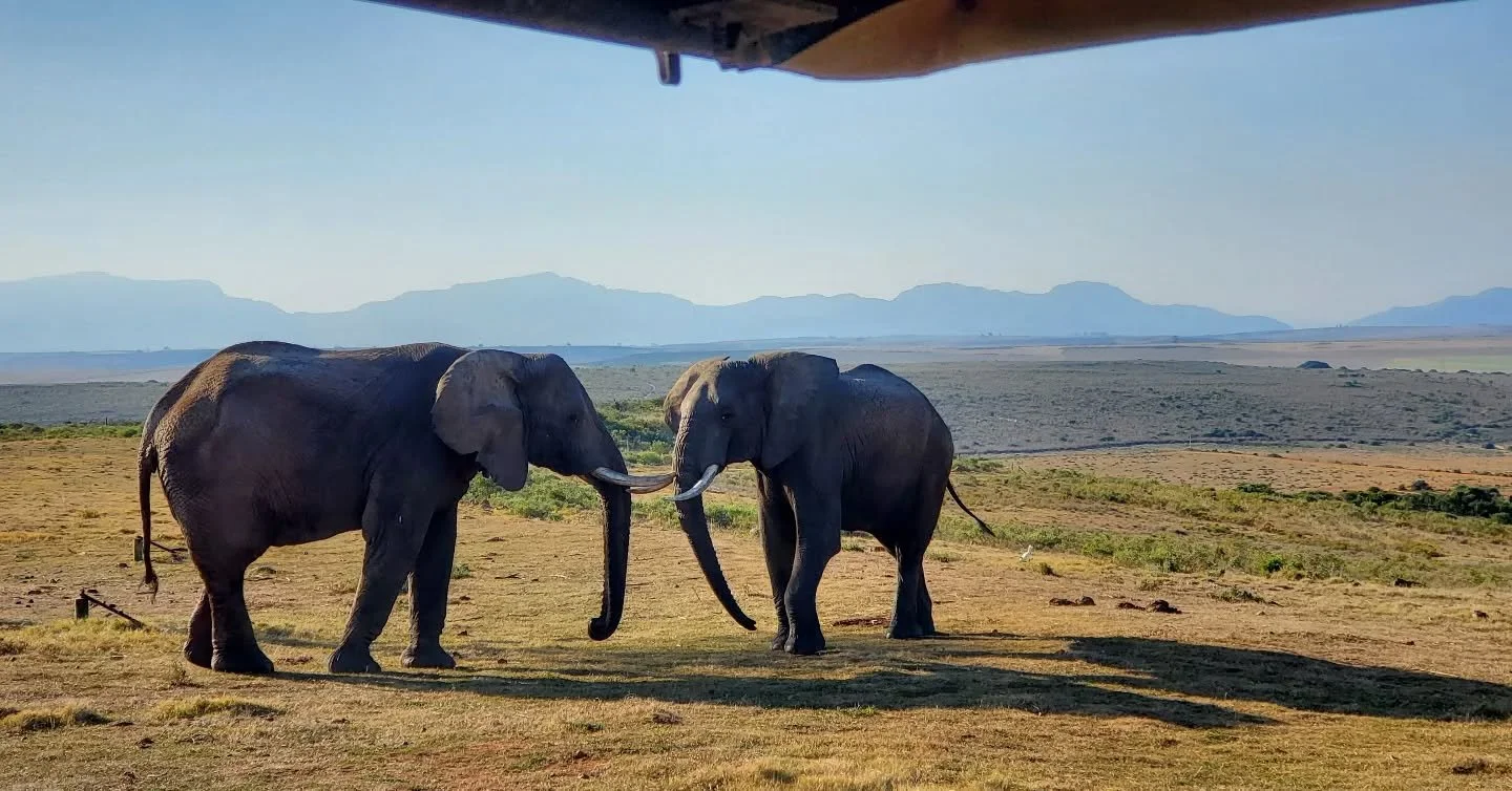 August 2025 🐆🦧🦁🦓🦬🦒🐘 Animal wisdom and beauty

On the road out of Cape Town, on a threshold to a wilder nature, we were greeted by three baboons. The journey was starting. We had chosen not to fly across the country, and go to a private game re