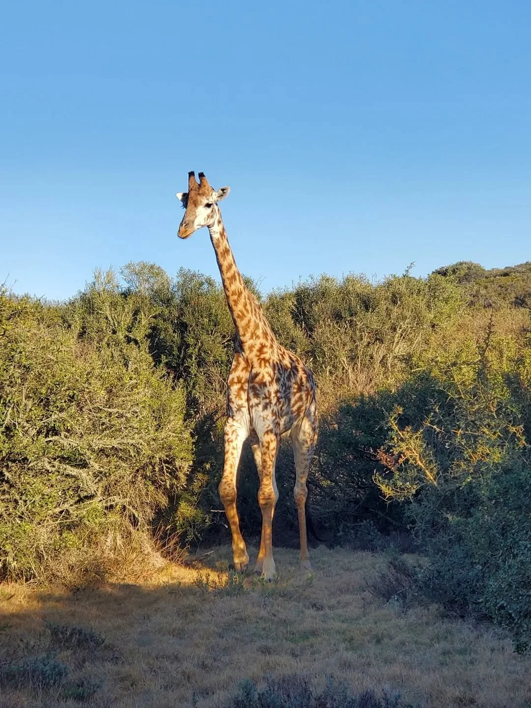 Giraffe medicine 🦒 Standing tall, foresight, intuition, silence and higher perceptions.

I'll add uniqueness for their unique patterns, and of course that was the most noticeable feature of Snowflake here and his incredible pattern, much like the un