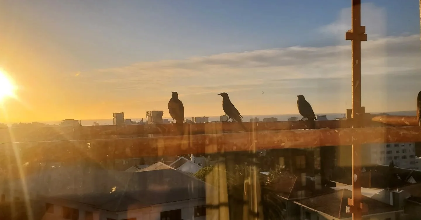 September 2025 🦭 Ending a journey, closing a cycle

As clockwork, time passed faster than we wished, and we were on our way back to Scotland. Last sunsets from the flat, last seal and dolphin sightings (what shows!), last views on Table Mountain, go