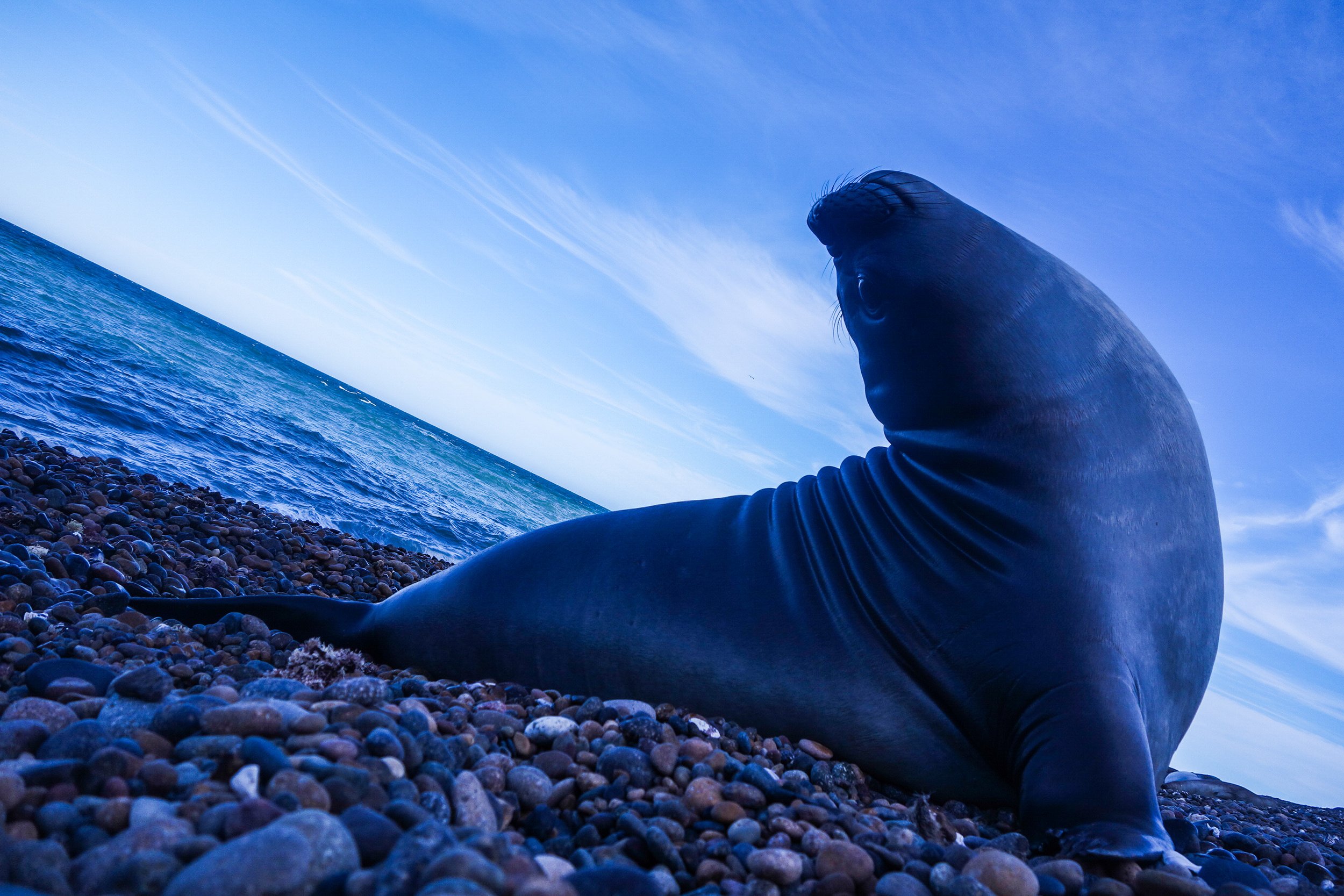 A large sea lion resting on a pebble beach near the ocean under a blue sky with wispy clouds.