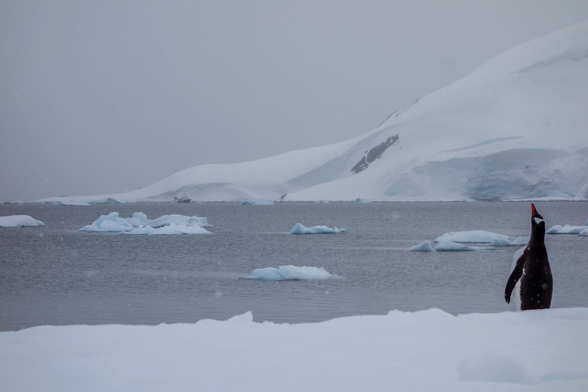 A gentoo penguin stand at the threshold of ice and ocean in Antarctica