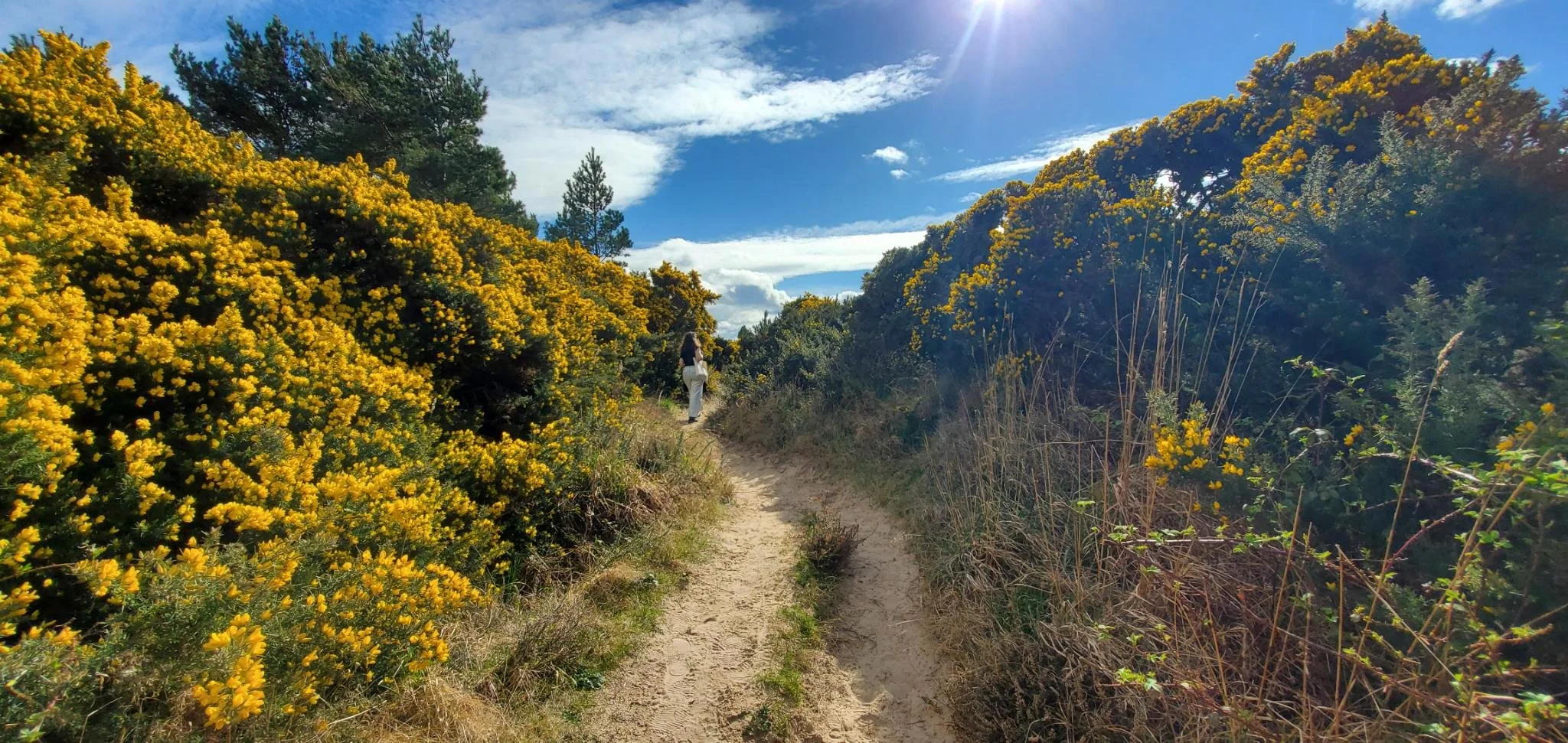A girl through the winding dunes of Findhorn, in Scotland, amongst yellow coconut bushes