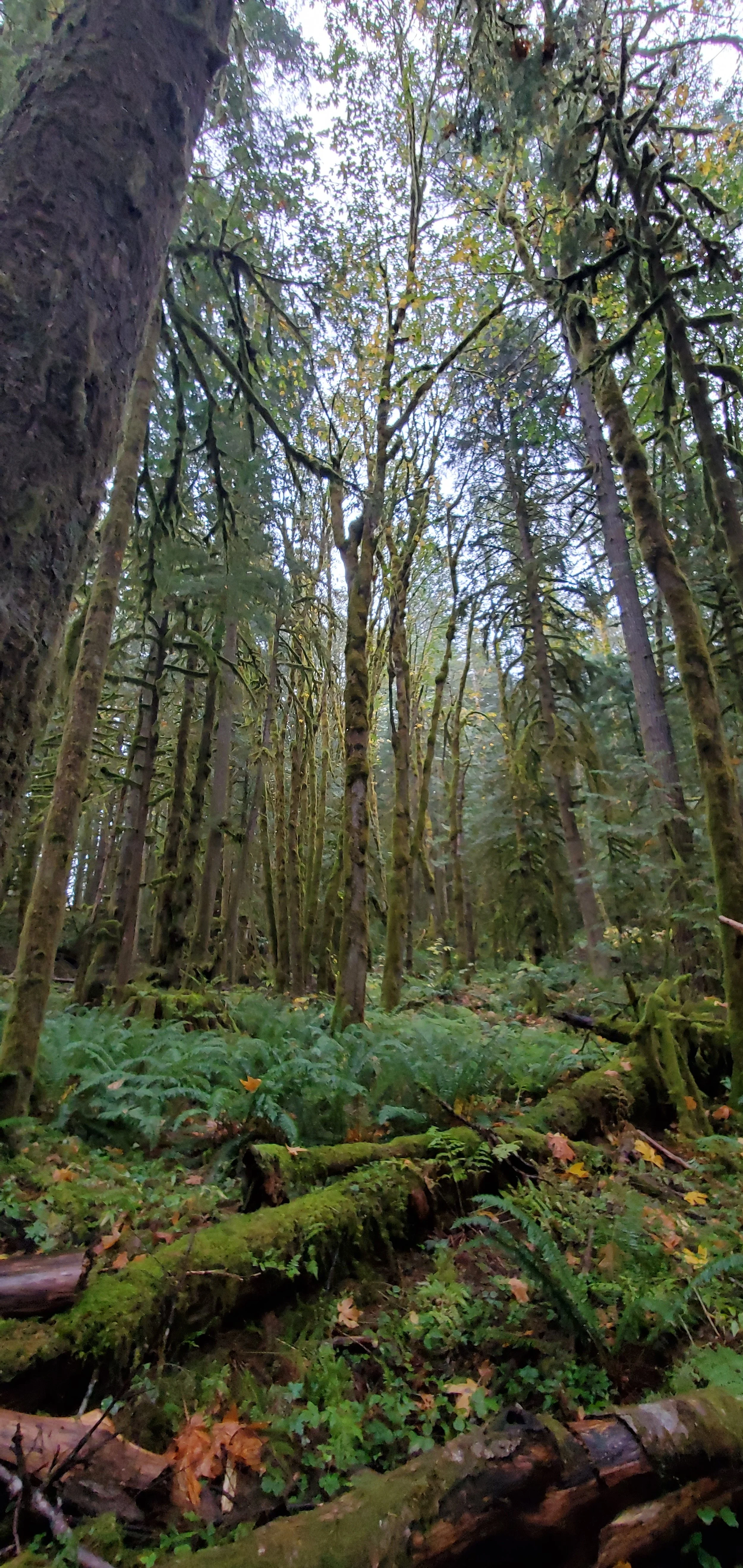 Primitive forest in British Columbia, Canada