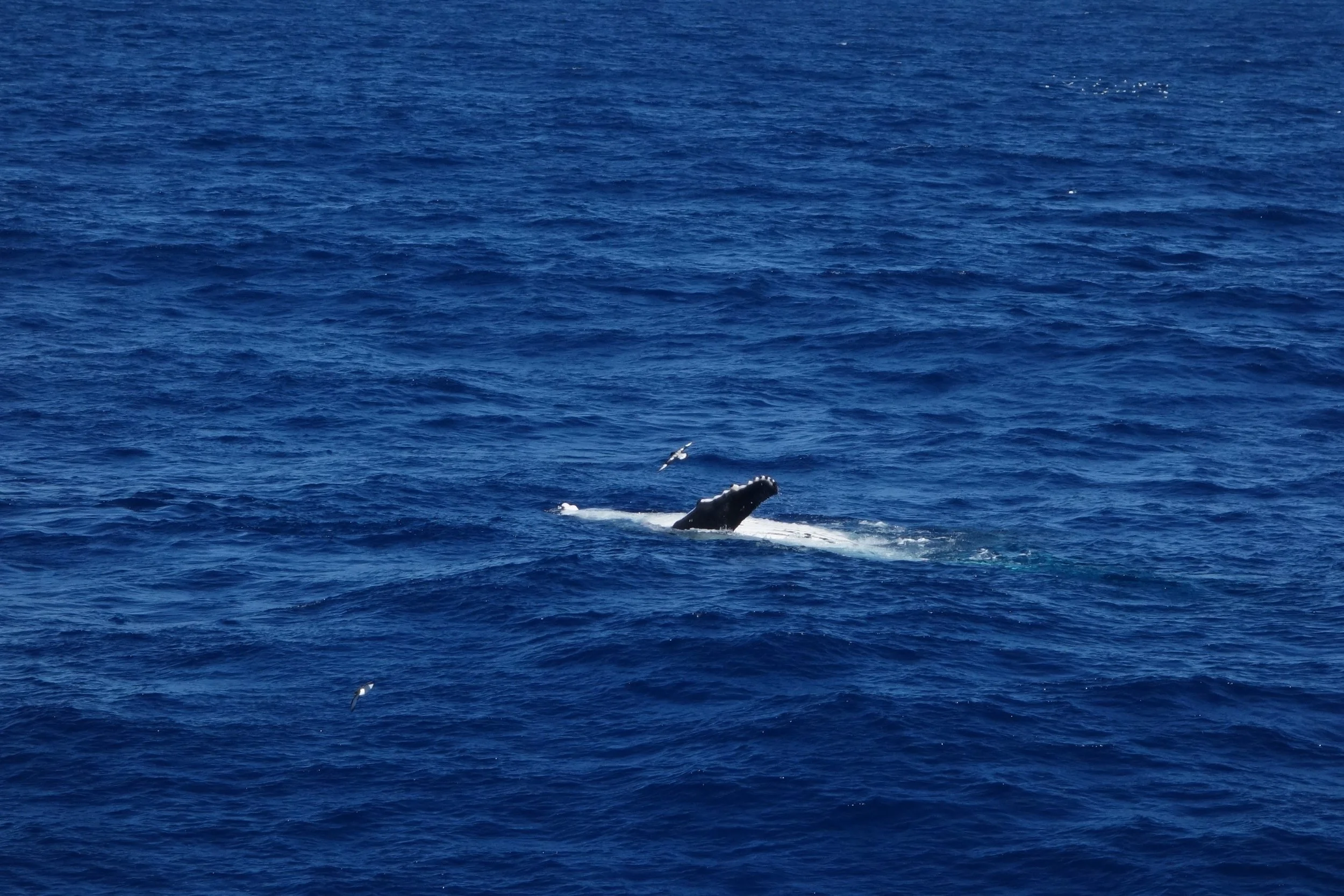 Whale and bird at the heart of the Antarctic Ocean