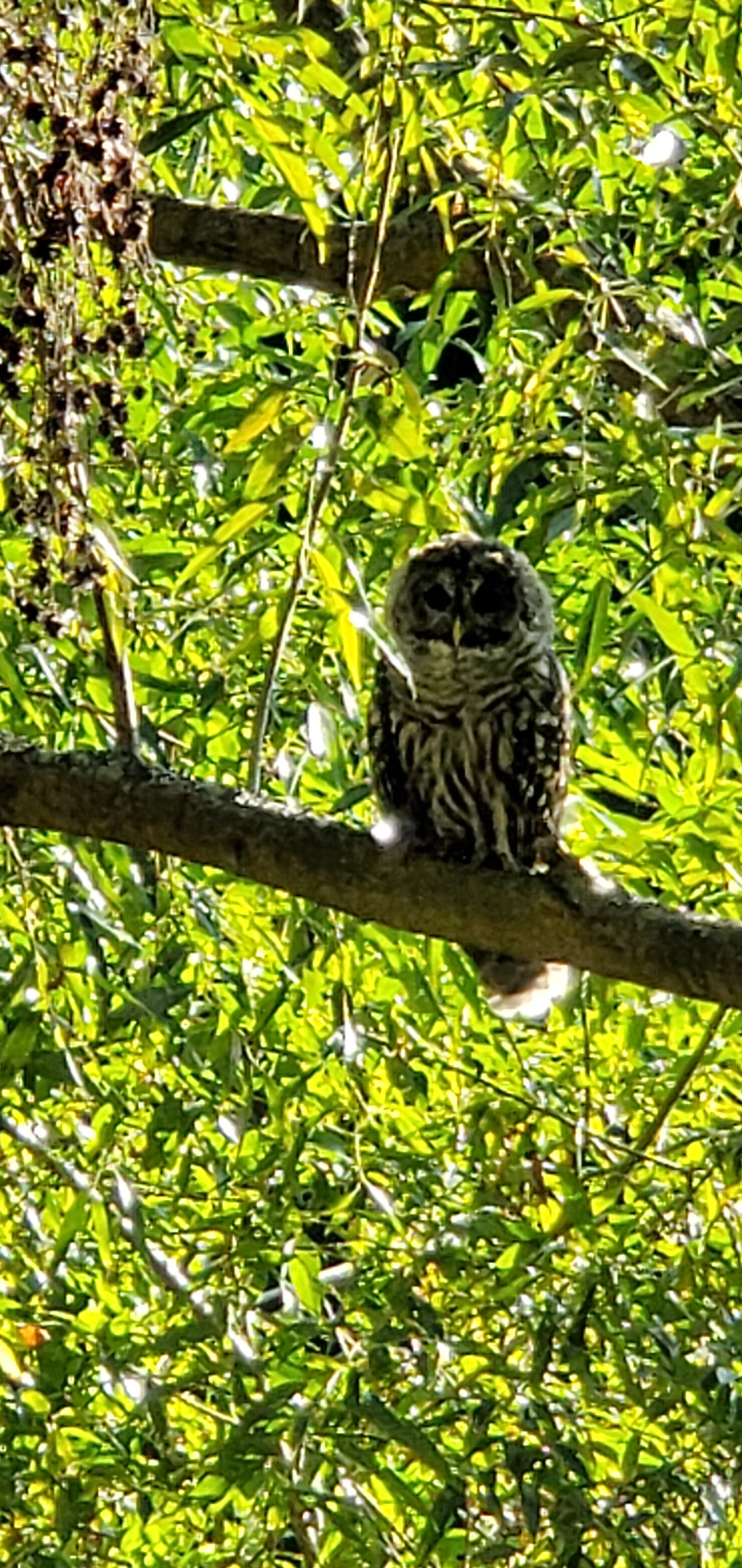 A baby owl on a branch, Victoria, BC, Canada