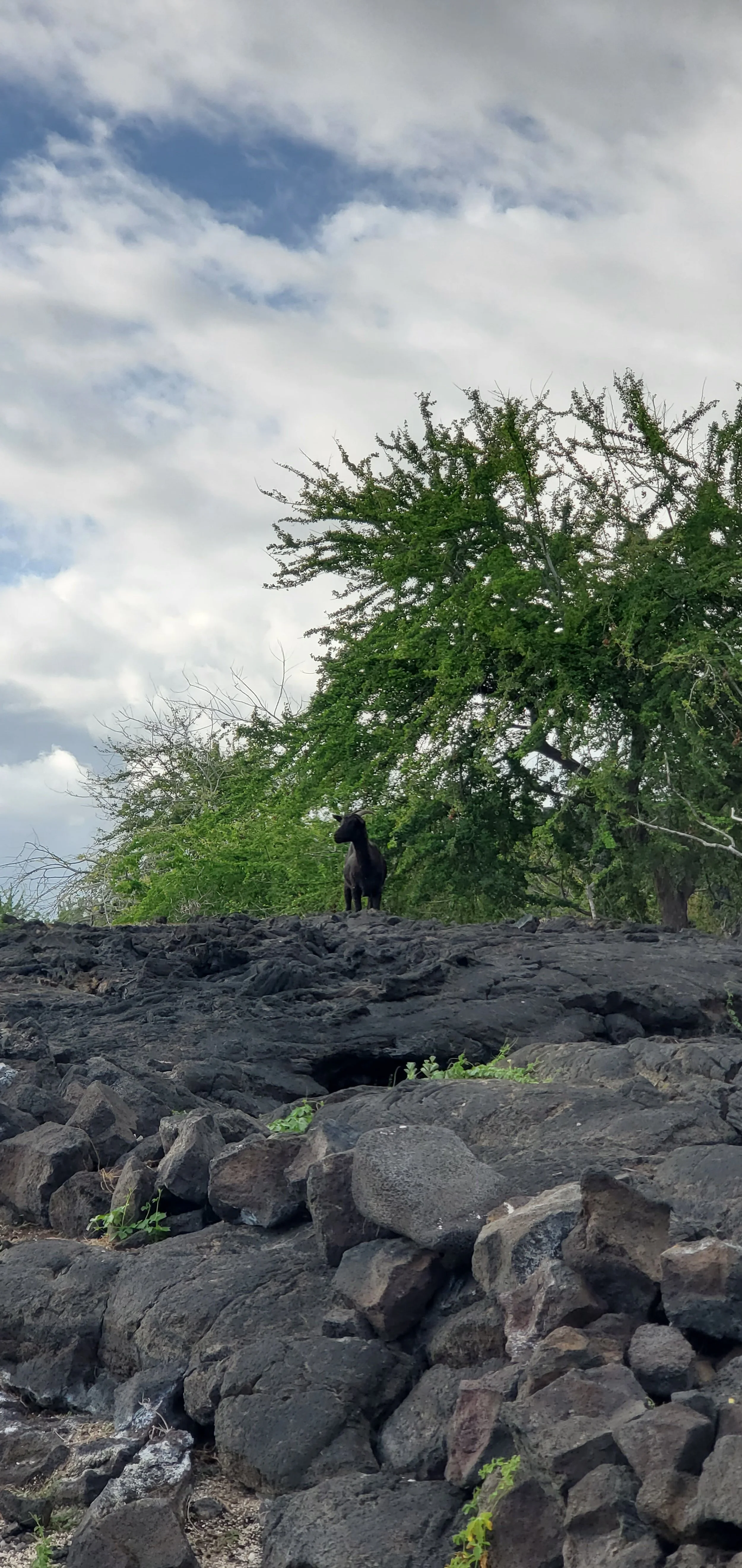A goat on volcanic rocks in Hawaii