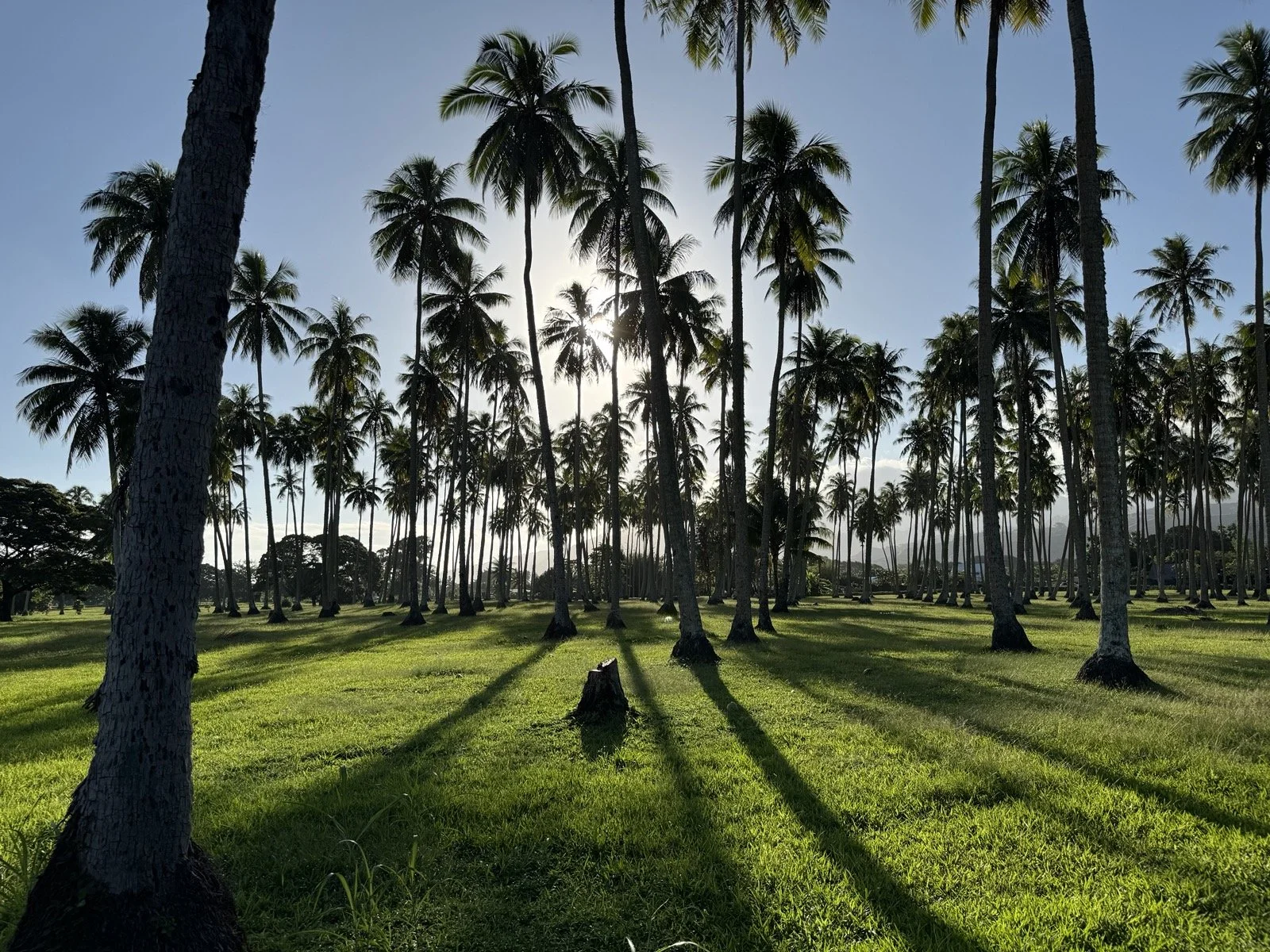 A forest of palm trees and their shadows in Tahiti, French Polynesia