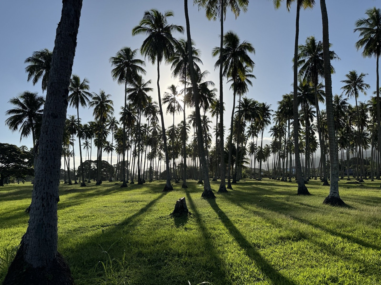 A forest of palm trees, their shadows, to find the true root of your work