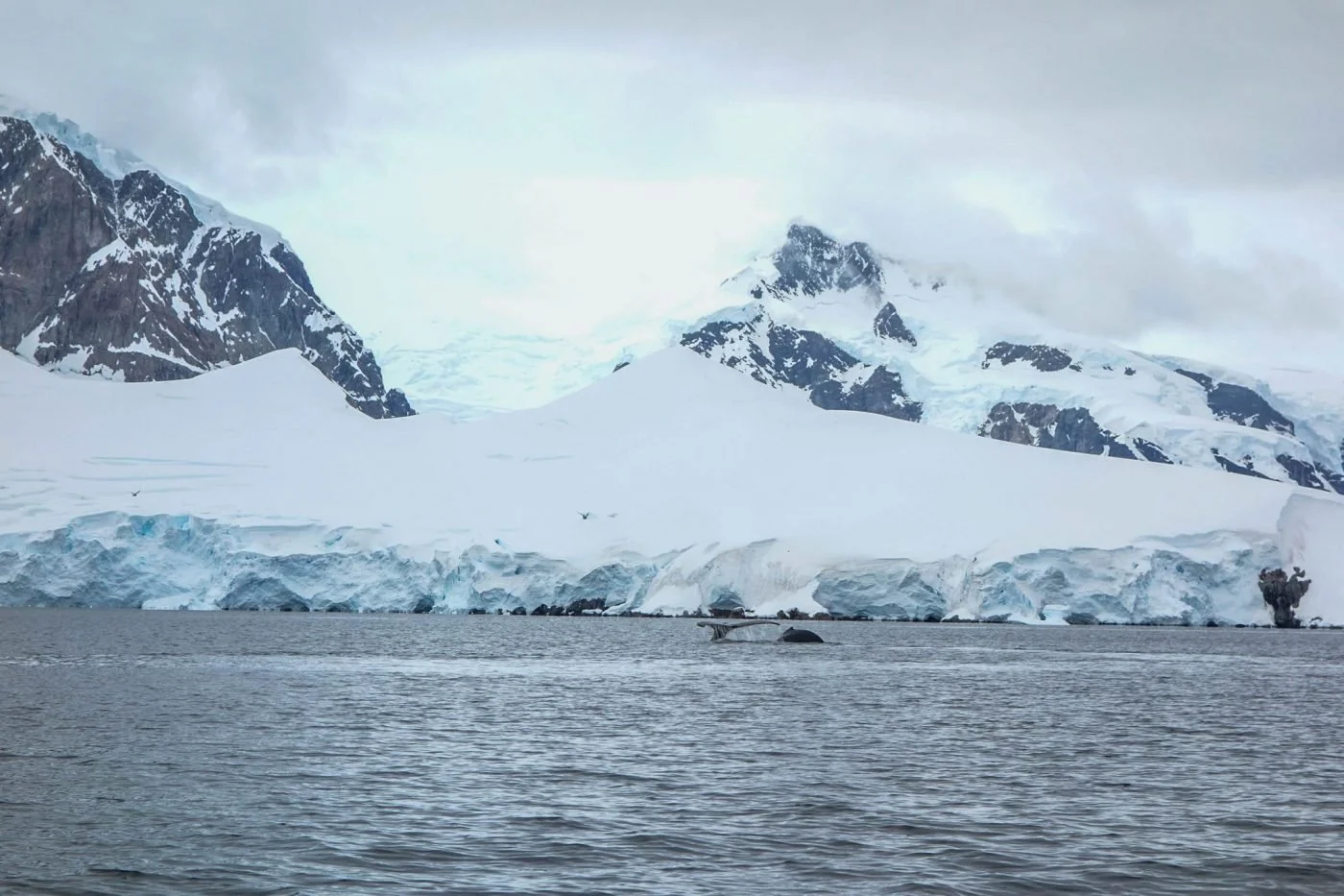Une baleine en Antarctique - Lucie Aidart