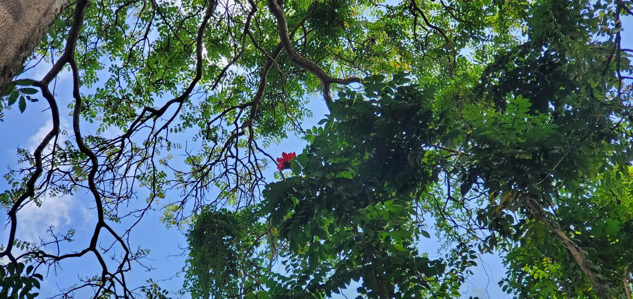 A flower in the foliage in Hawaii