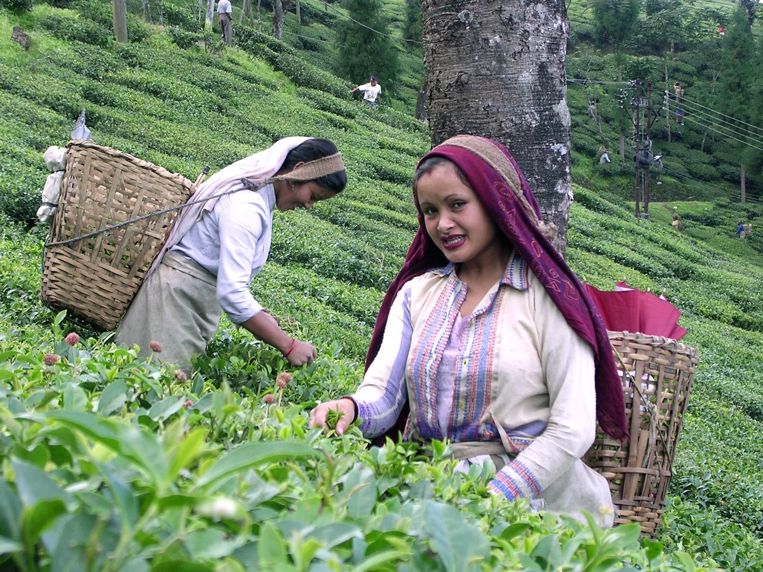 The Imperial Weight of British Tea