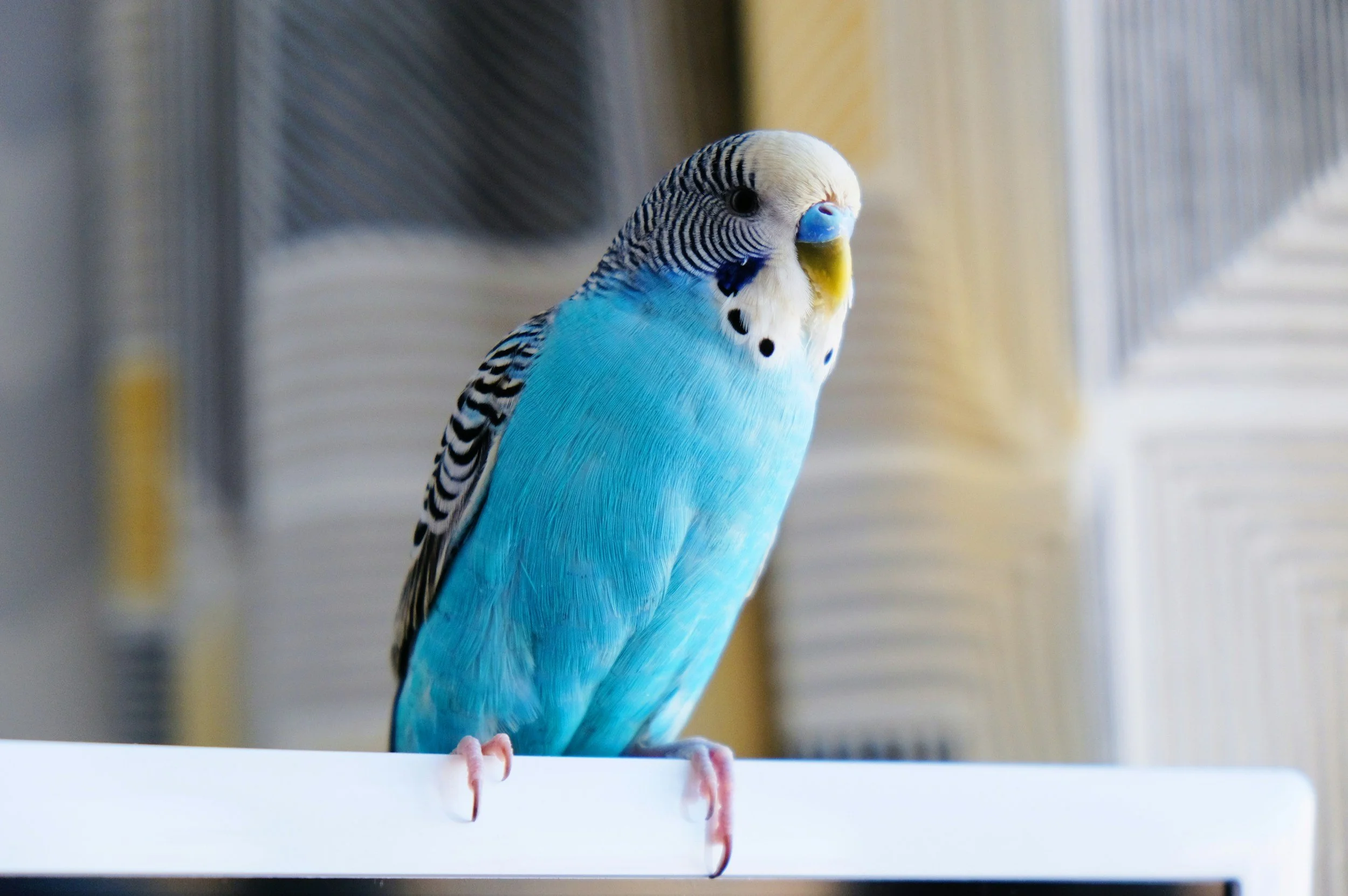 A blue and white budgerigar facing slightly to the right, perched on a white surface with a blurred background.