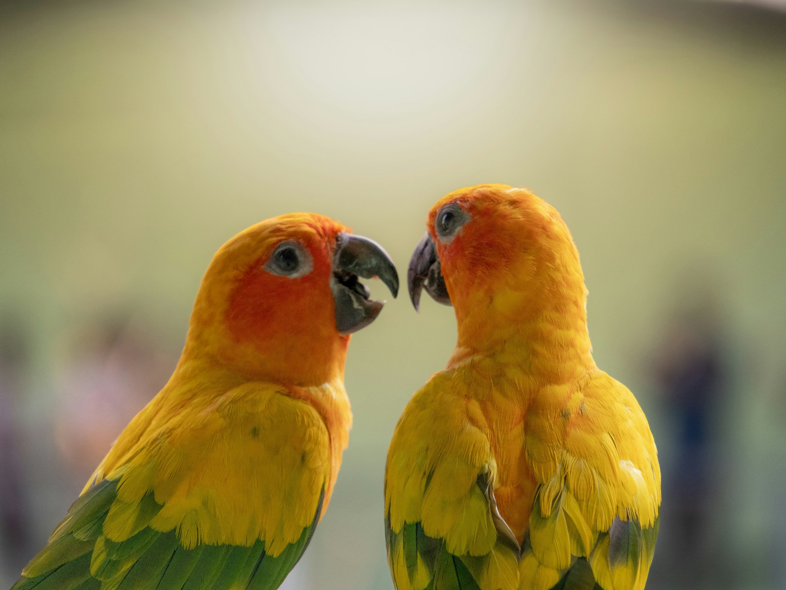 Two colorful parrots facing each other.