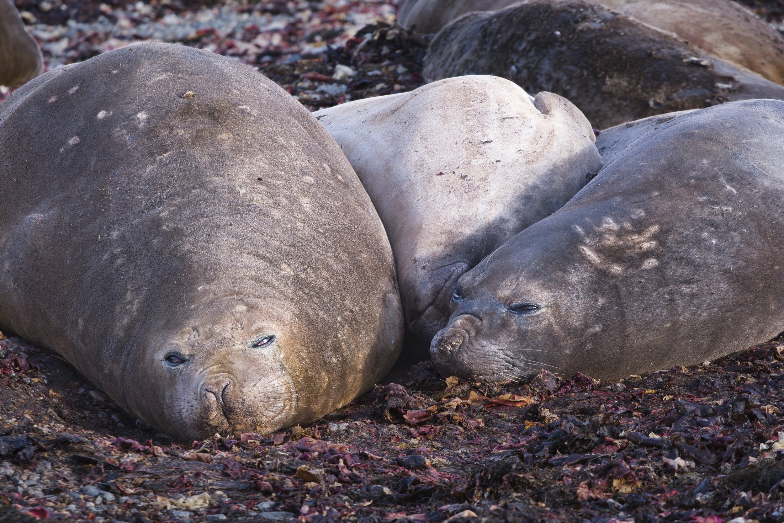 CARL0415 china wall elephant seals.jpeg