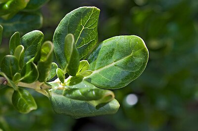 COPROSMA REPENS 3.jpg
