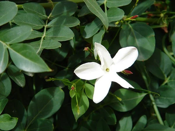 JASMINUM GRANDIFLORUM 2.jpg