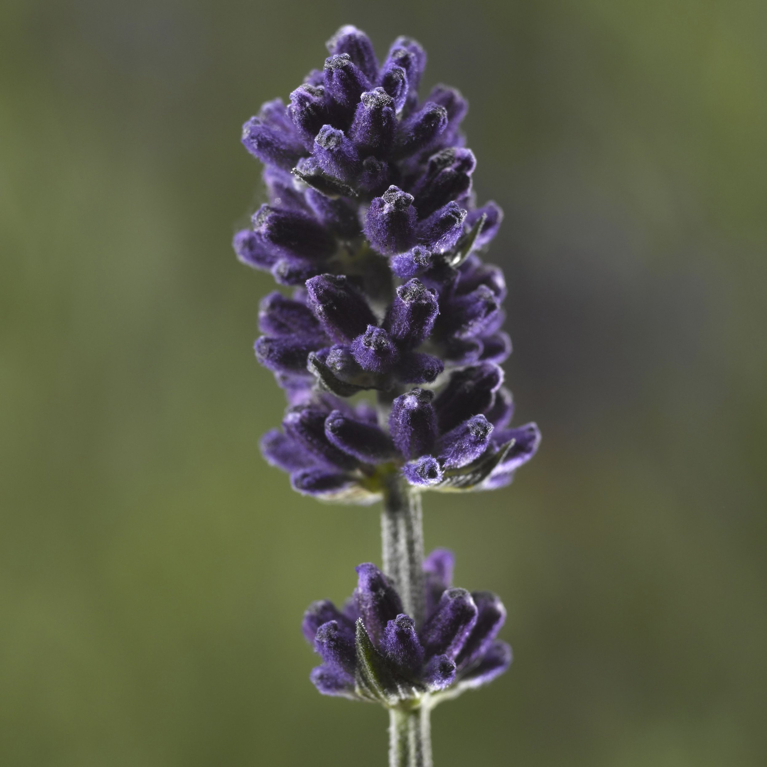 LAVANDULA ANGUSTIFOLIA _BLUE SCENT_ 1.jpg