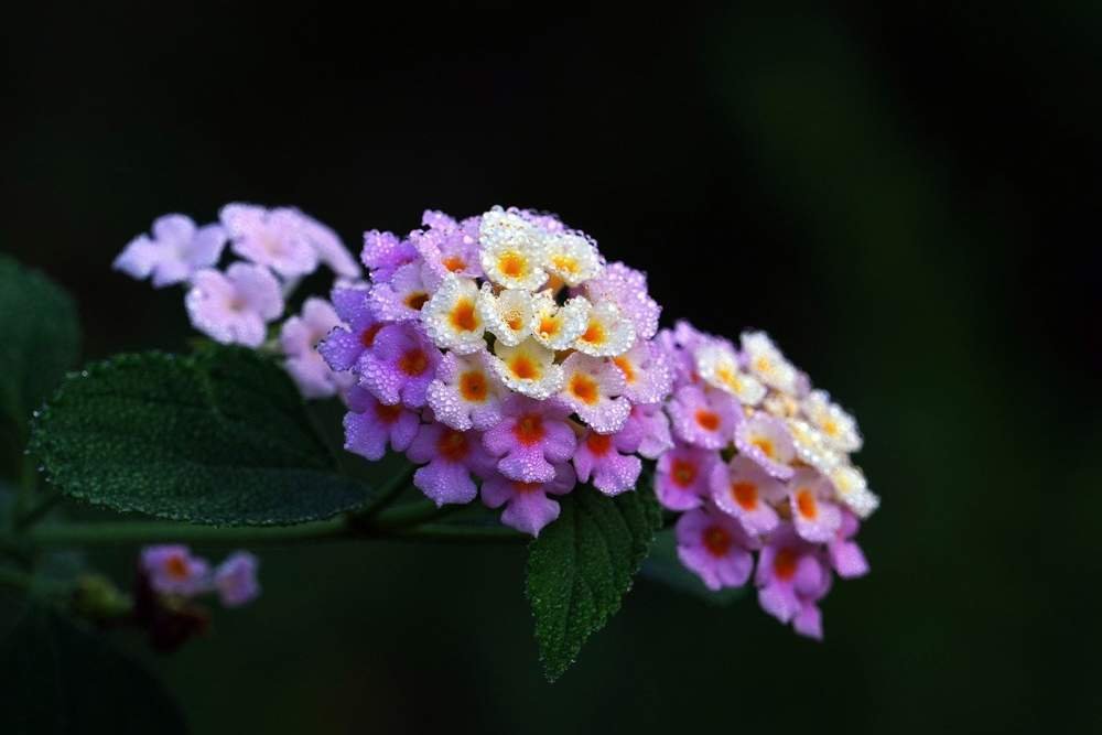 Lantana camara.jpeg