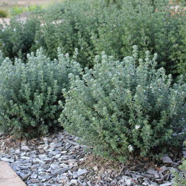 Westringia fruticosa 2.jpeg