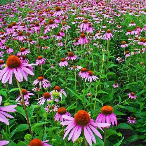 ECHINACEA PURPUREA 2.jpeg