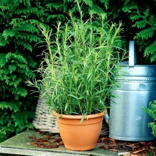ARTEMISIA DRACUNCULUS 3.jpg