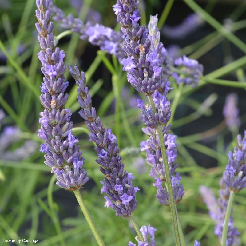 LAVANDULA X INTERMEDIA _GROSSO_ 2.jpg