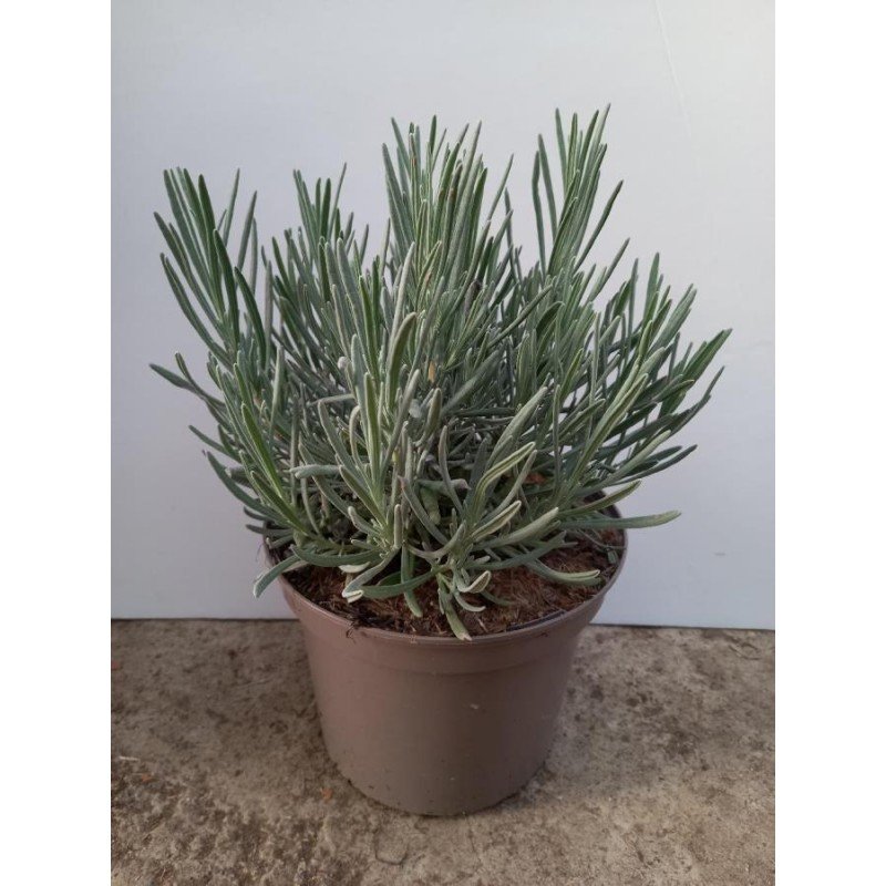 LAVANDULA X INTERMEDIA _GROSSO_ 1.jpg