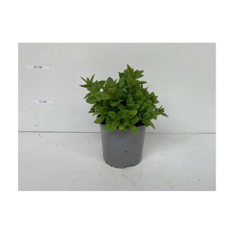 MENTHA SPICATA 1.jpg