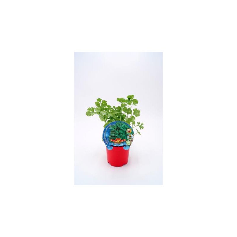 PETROSELINUM CRISPUM 3.jpg