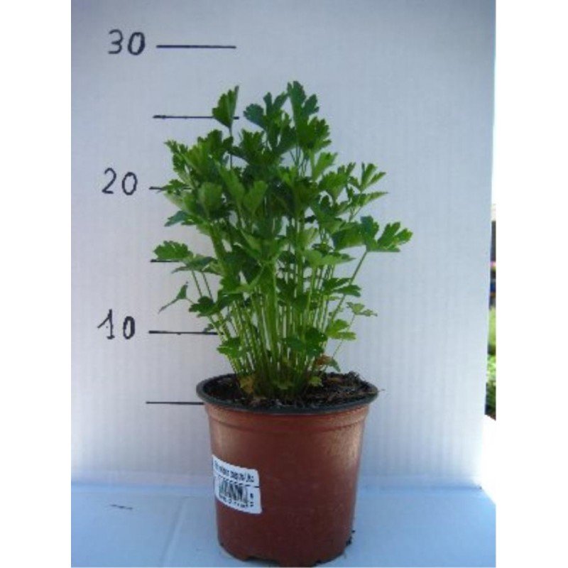 PETROSELINUM CRISPUM 4.jpg