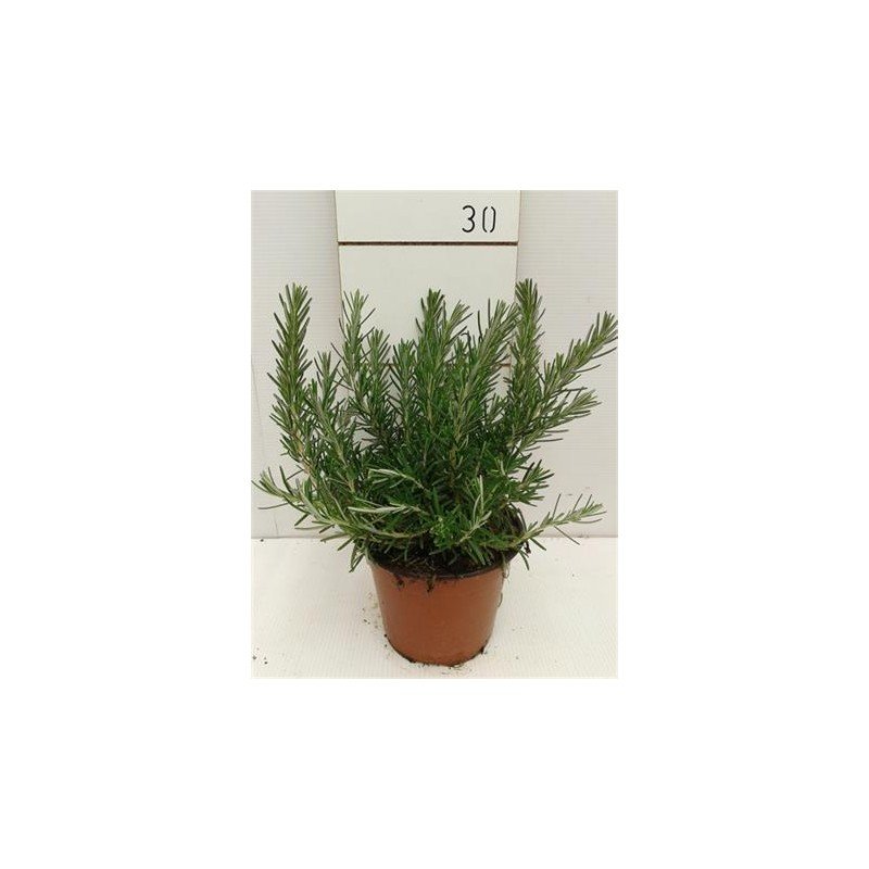 ROSMARINUS OFFICINALIS _PROSTRATUS_ 1.jpg