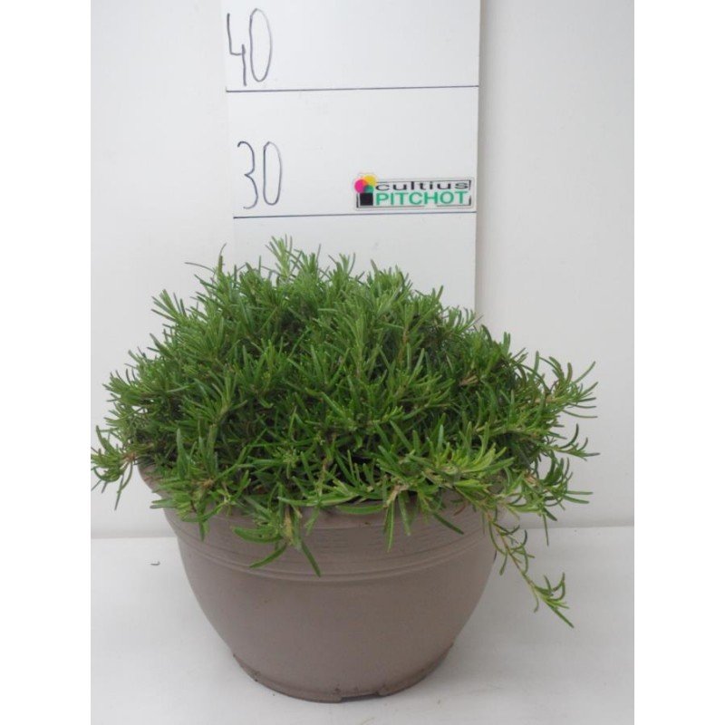 ROSMARINUS OFFICINALIS _PROSTRATUS_ 5.jpg