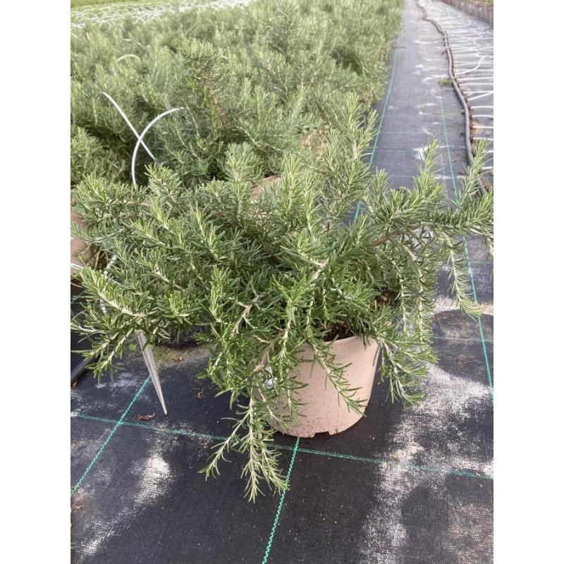 ROSMARINUS OFFICINALIS _PROSTRATUS_ 6.jpg