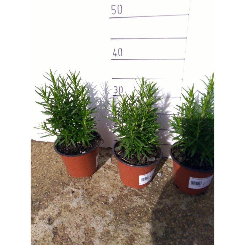 ROSMARINUS OFFICINALIS 4.jpg