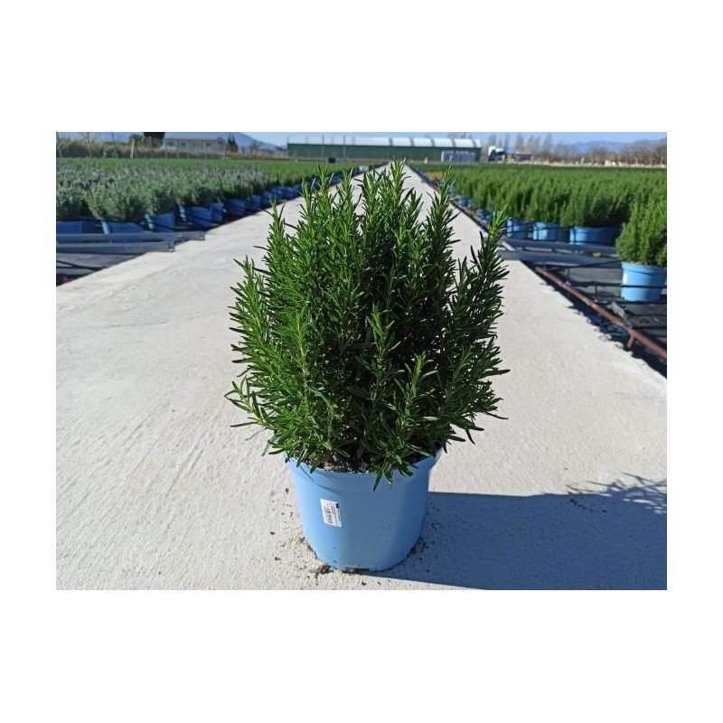 ROSMARINUS OFFICINALIS 10.jpg