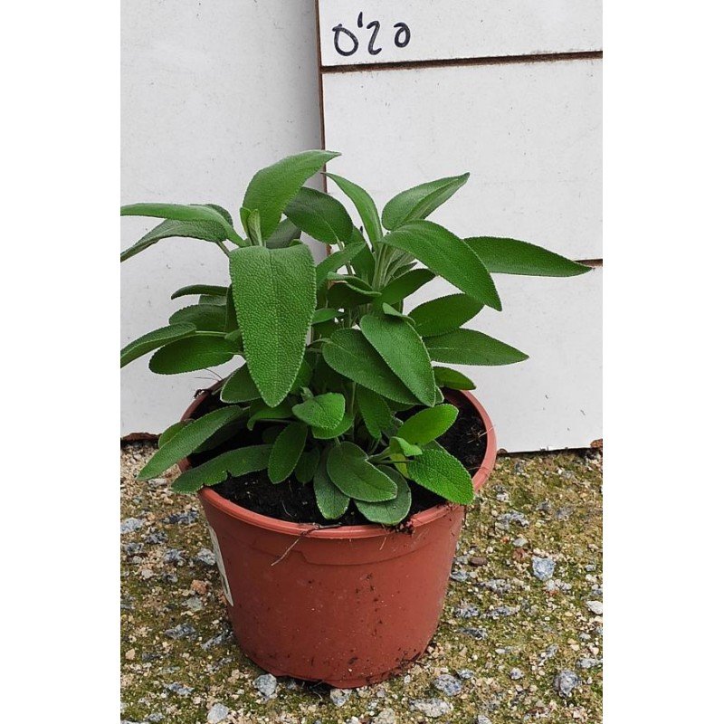 SALVIA OFFICINALIS 2.jpg