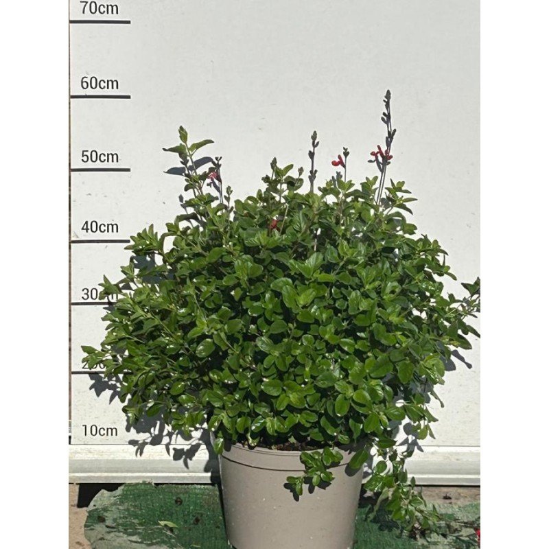 Salvia 3.jpg